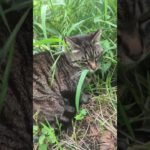 看板娘チビを撮影していく人は多いけど、snsでアップしてくれている人はほぼ見かけない😭