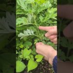 ヨモギの見分け方！　　枇杷の葉温熱解し　中村真知子