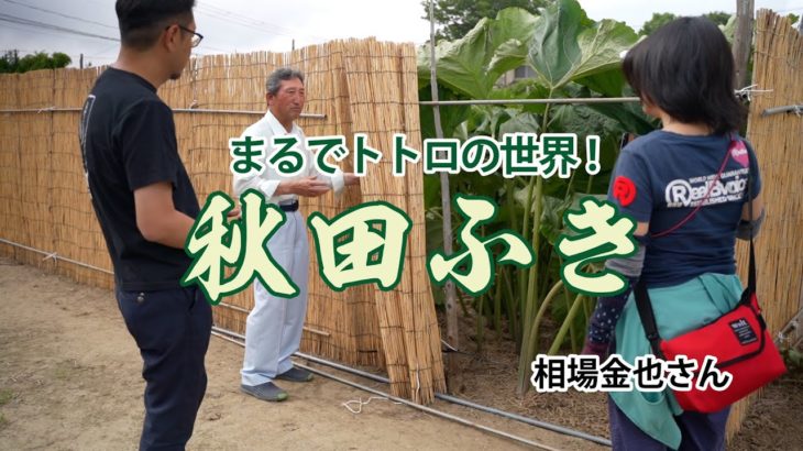 秋田ふき（あきた伝統野菜）