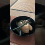 筍ももう終わりです！