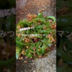 5分でできる◎やみつき無限ピーマン！#料理動画 #簡単レシピ #節約レシピ #お弁当 #副菜 #無限ピーマン #やみつきレシピ