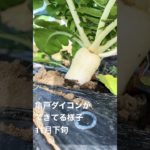 亀戸ダイコン　#shorts #家庭菜園 #野菜作り ＃亀戸ダイコン　#江戸東京野菜　#11月