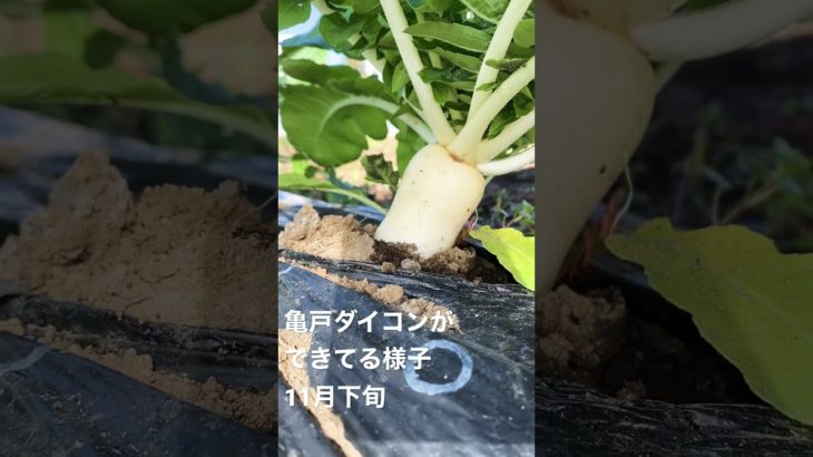 亀戸ダイコン　#shorts #家庭菜園 #野菜作り ＃亀戸ダイコン　#江戸東京野菜　#11月