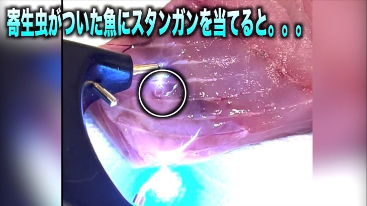 寄生虫がいる魚の身に電流を流すと。。。#shorts