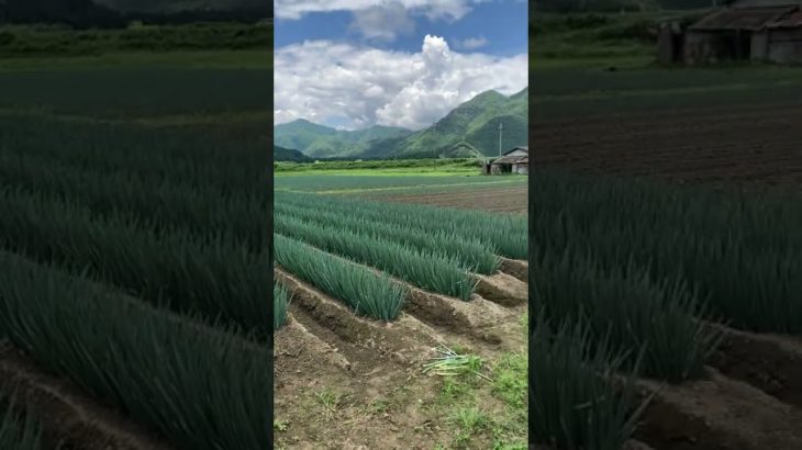 甘くてどんな料理にも合う白ネギの販売が始まっています！