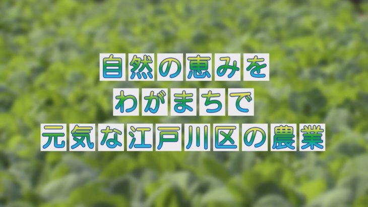 自然の恵みをわがまちで 元気な江戸川区の農業