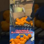 みかんが食べたくなる季節です！🎥動画提供🎥馬英農園6代目【和歌山】みかん農家🍊さん。（カット、BGM編集済み）#みかん #農園 #農家 #こたつ #農業女子 #農girl農life