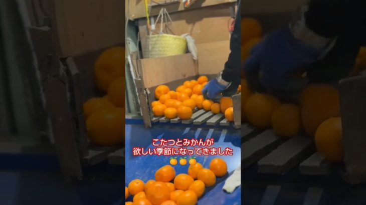 みかんが食べたくなる季節です！🎥動画提供🎥馬英農園6代目【和歌山】みかん農家🍊さん。（カット、BGM編集済み）#みかん #農園 #農家 #こたつ #農業女子 #農girl農life