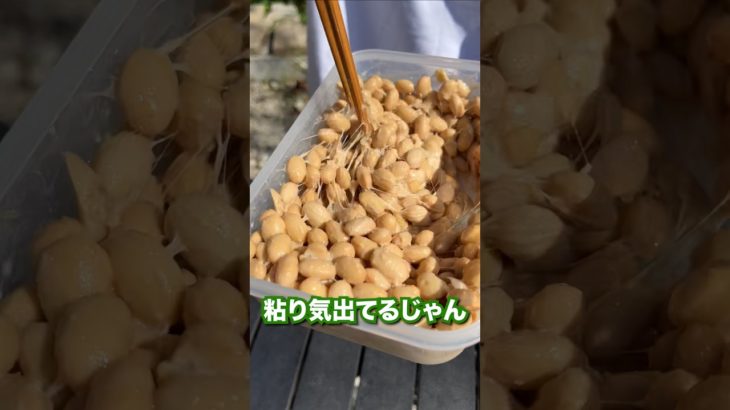 １分でわかる大豆から作る納豆！#Shorts