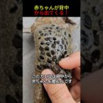 世界一怖いカエル #shorts