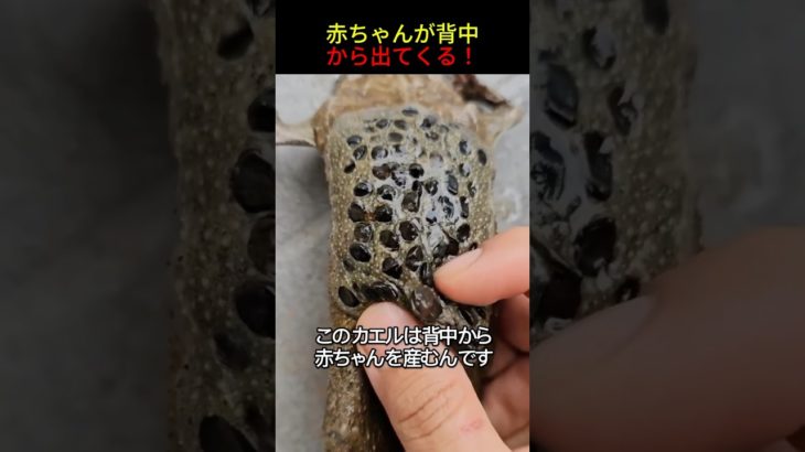 世界一怖いカエル #shorts