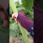 ★[秋田県仁井田町]『秋田ふき(あきた伝統野菜)初対面⭐️