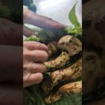 松茸の開き方の差