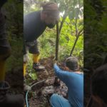 大量の水を流し込みます。これによって土の隙間がなくなる職人技　作務禅　食禅