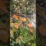 昨年の剪定で今年は腰より低い位置に実った禅師丸　蒸し柿が味わえるのもあとちょっと！