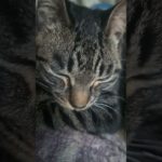 マメ　お外が怖くて出れない六ヶ月